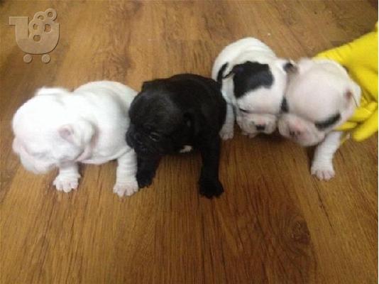 frence bulldog καθαροαιμα και κουταβια Αθηνα-Θεσσαλονικη-Νησια 6979314054...